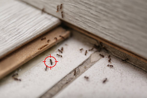 Best Affordable Pest Control Services  in Mcgehee, AR