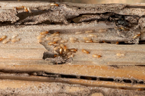 Bird Control in Mcgehee, AR